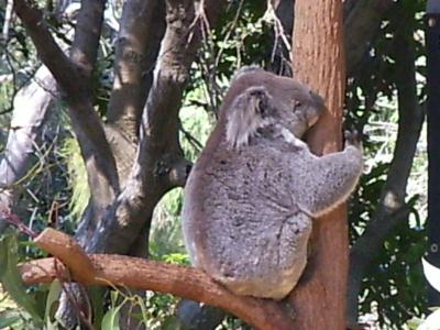 Koala in freier Natur